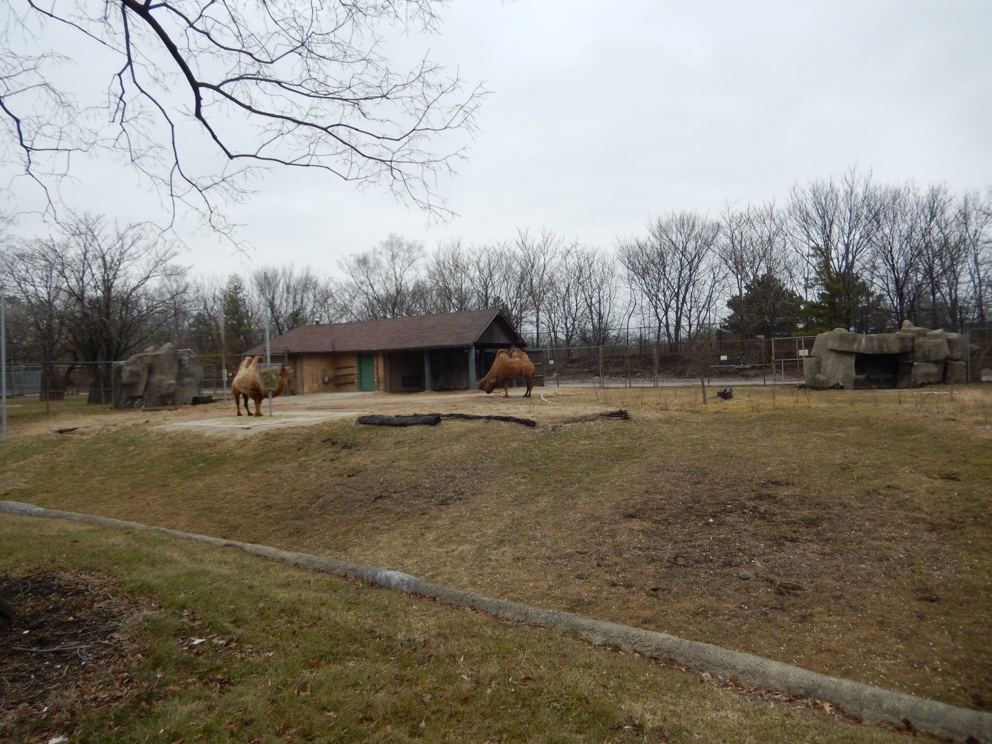 2/24/2018 - Bactrian Camel Paddock