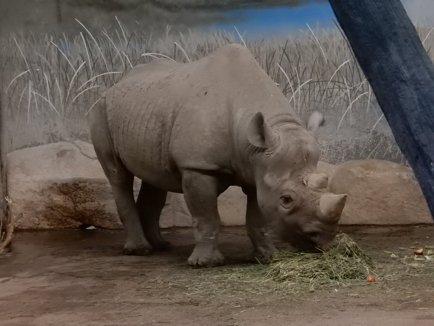 2/24/2018 - Black Rhino