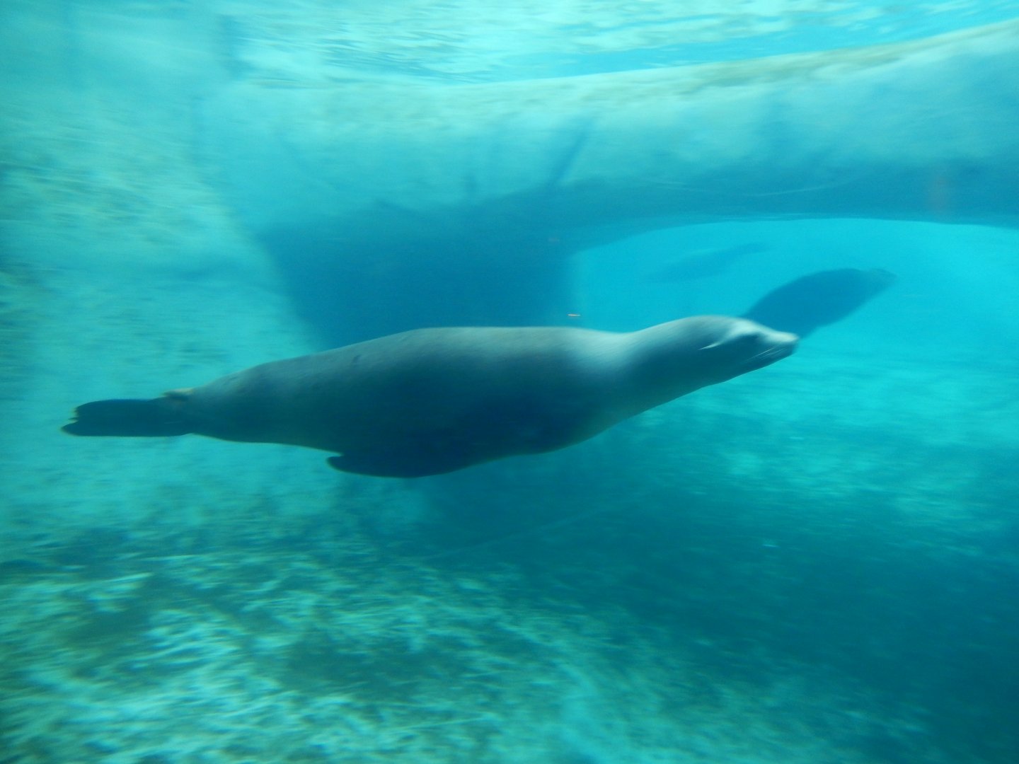 2/24/2018 - California Sea Lion