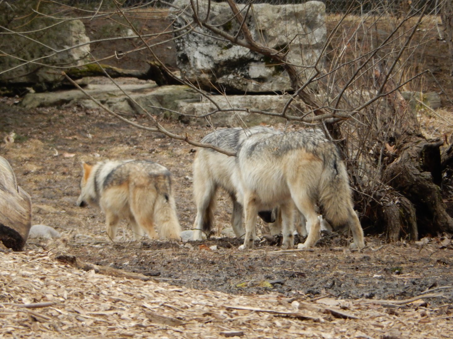 2/24/2018 - Digging a Burrow?