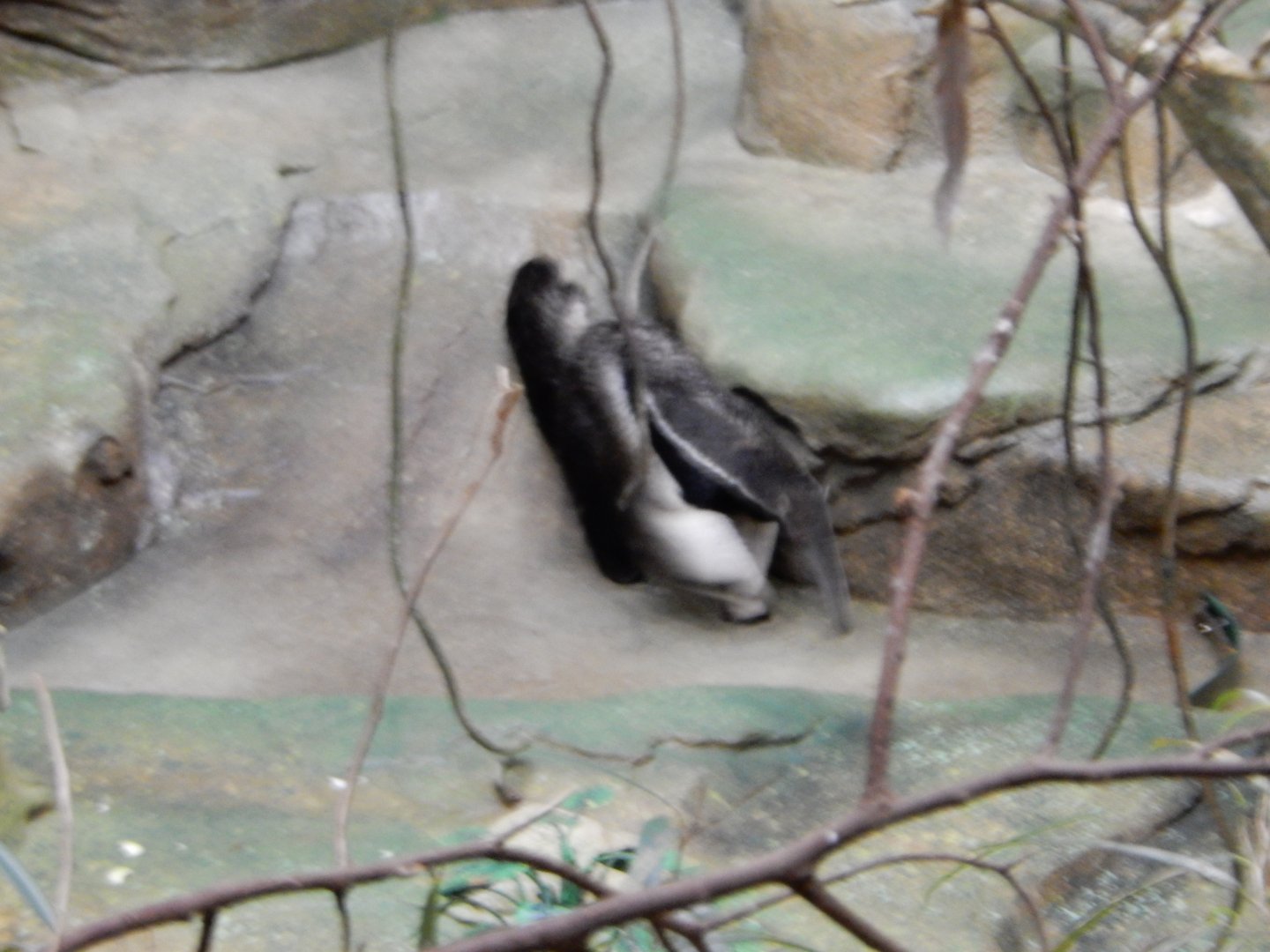 2/24/2018 - Giant Anteater