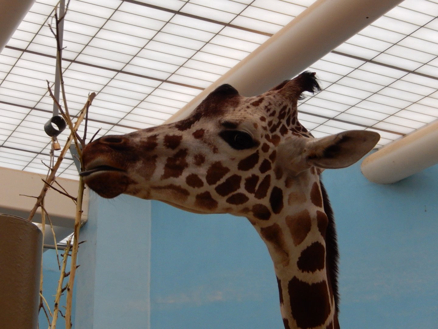 2/24/2018 - Giraffe (Forgot Who This Was)