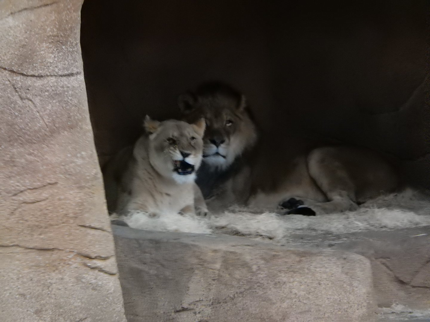 2/24/2018 - In The Lion's Den