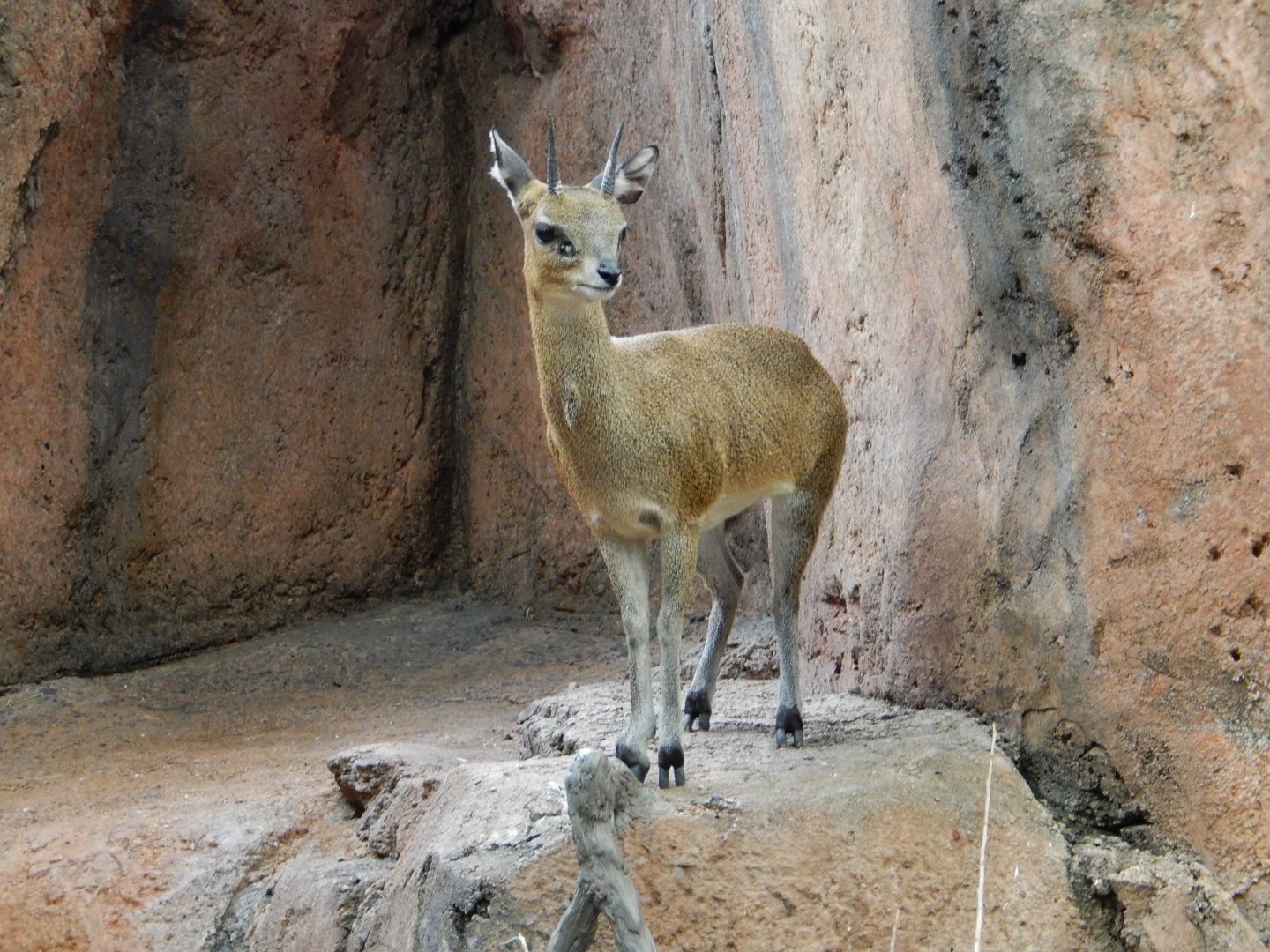 2/24/2018 - Klipspringer