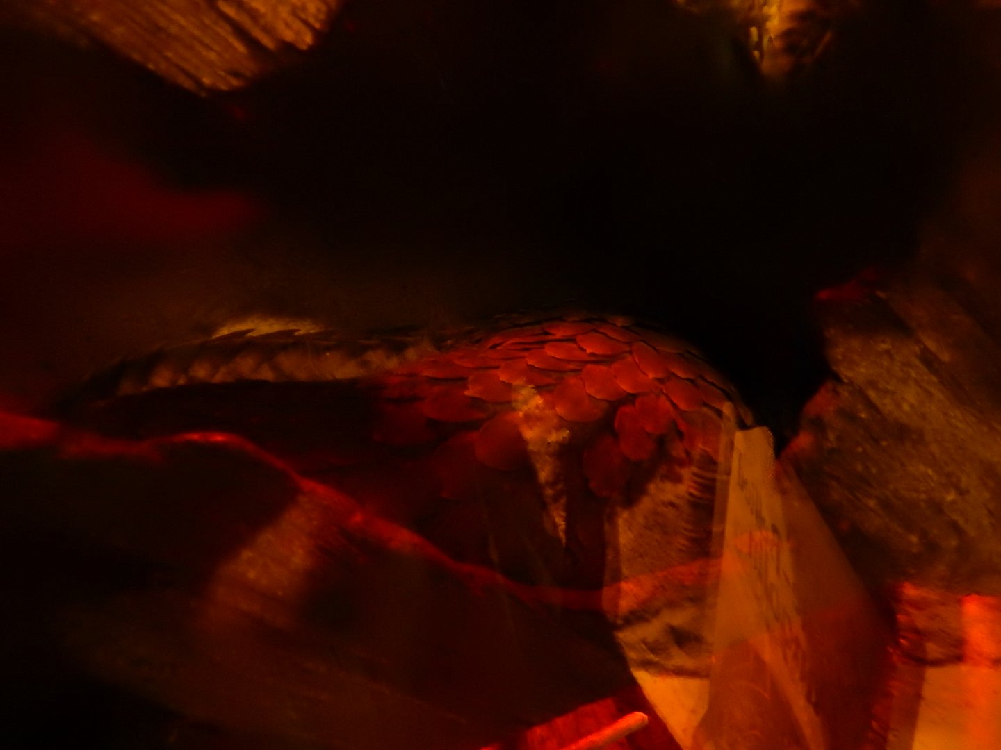 2/24/2018 - Pangolin