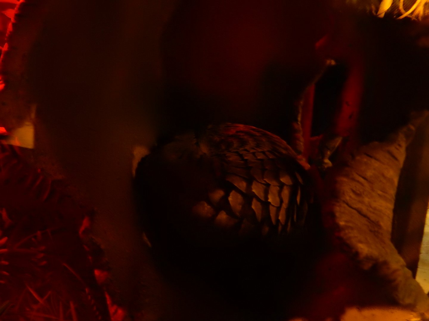 2/24/2018 - Pangolin