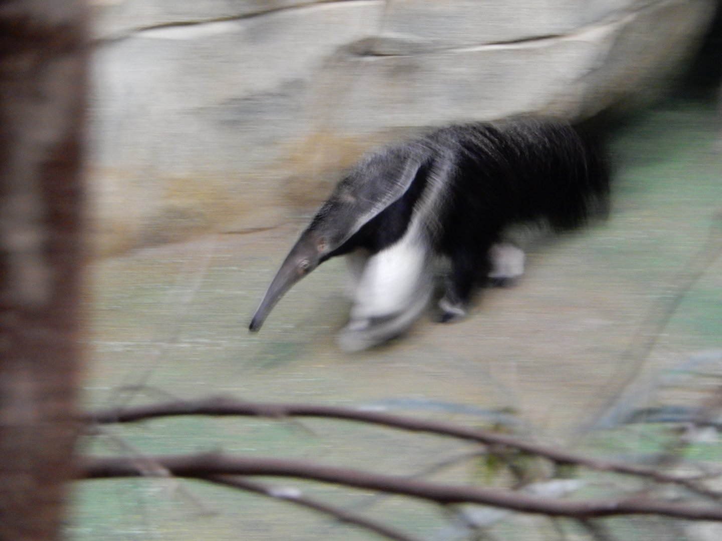 2/24/2018 - Panning Anteater