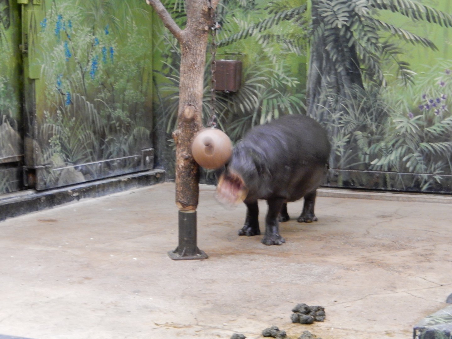 2/24/2018 - Pygmy Hippo Tether Ball