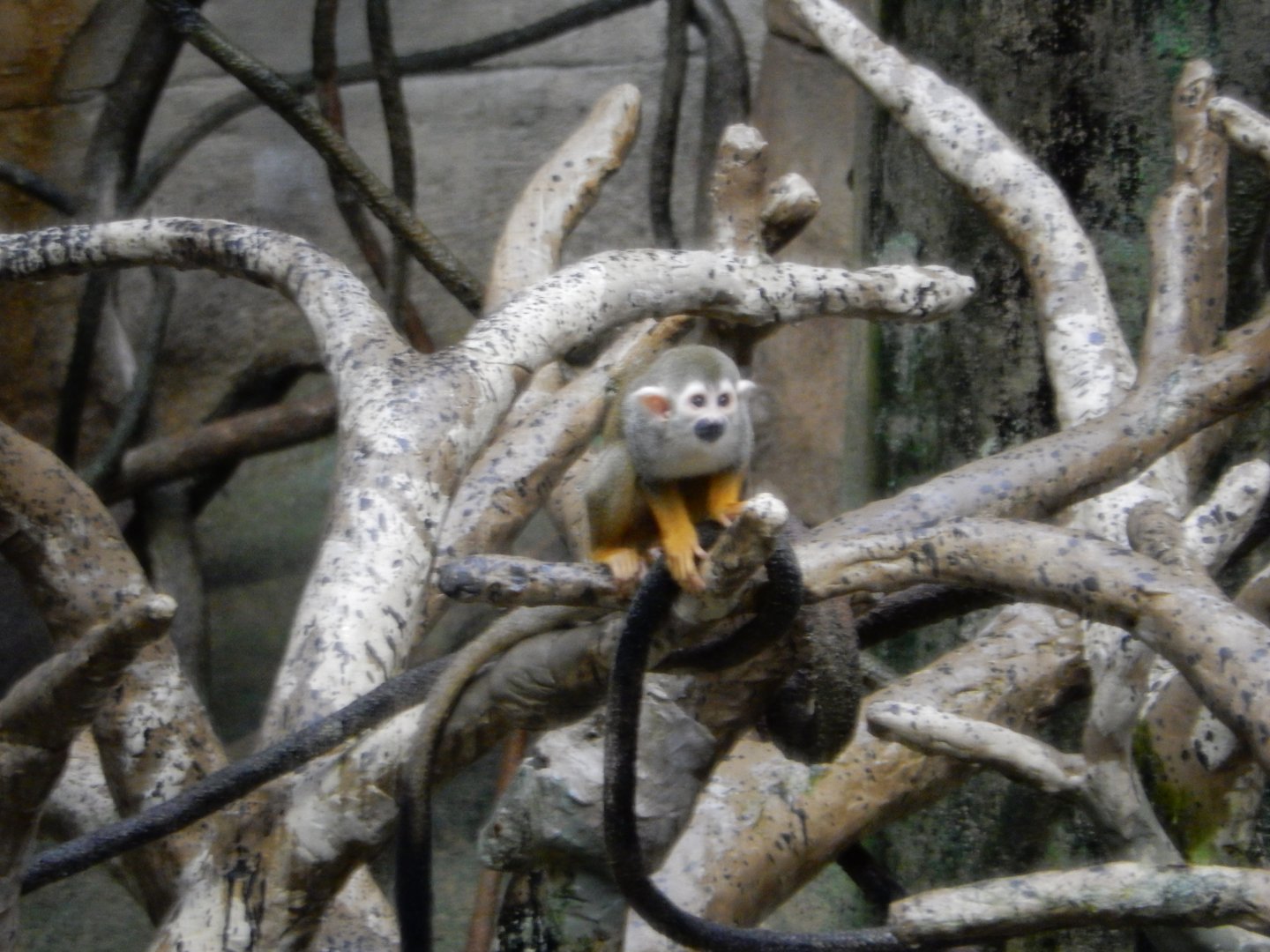 2/24/2018 - Squirrel Monkey