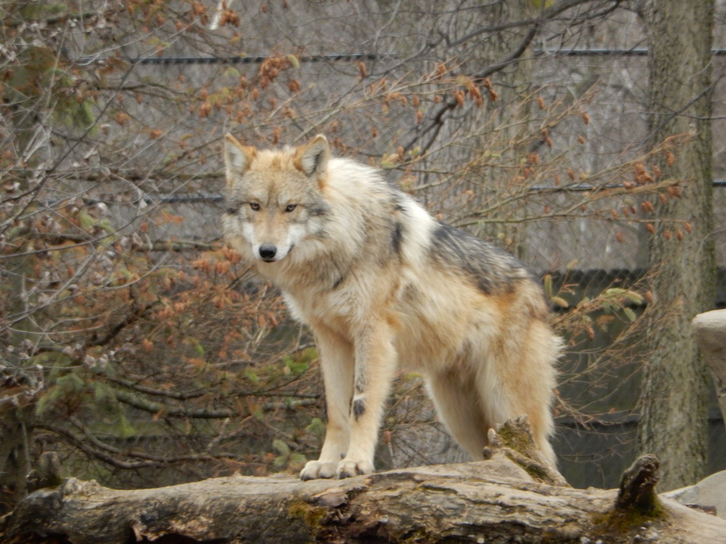 2/24/2018 - Who are you, and what are you doing in my territory?