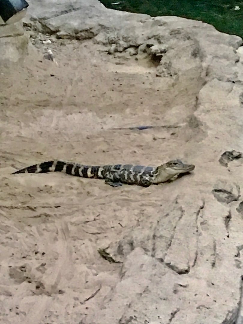 2/3/19 Juvenile American Alligator