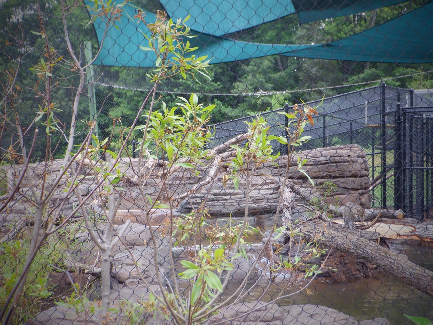 2/3 of the new Fishing Cat exhibit at the Greensboro Science Center