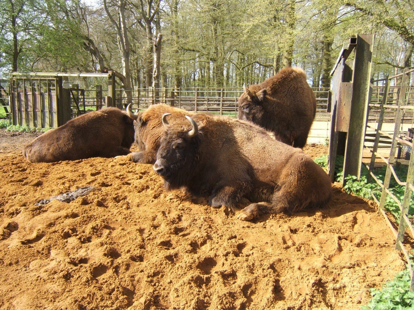 2/4/2017 European Bison