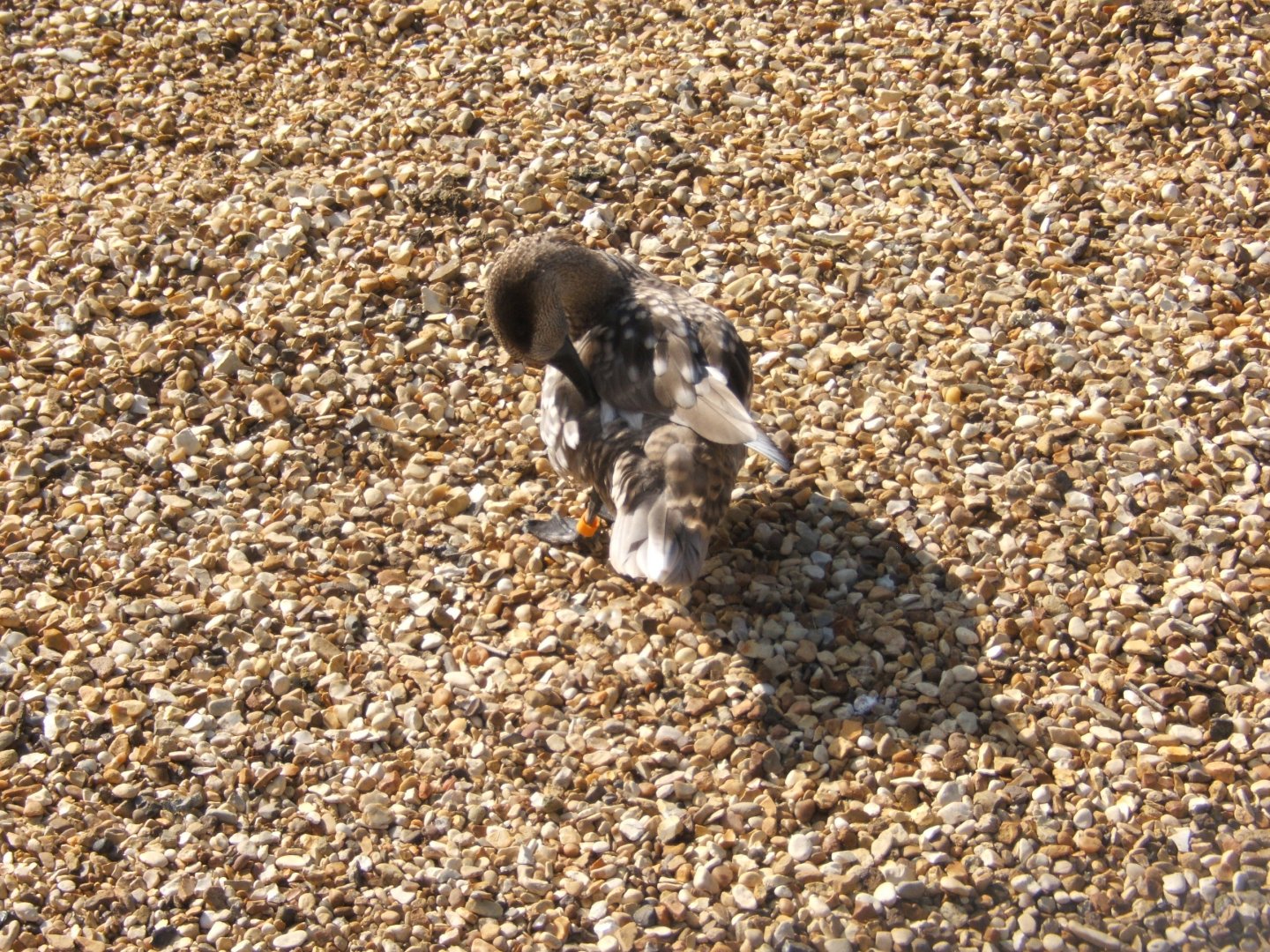 2/4/2017 Marbled Teal