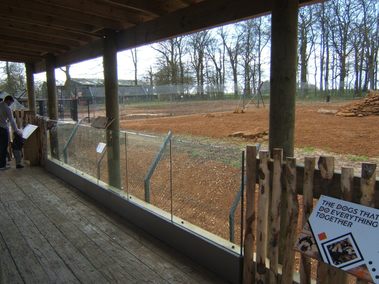 2/4/2017 New Hunting Dogs enclosure