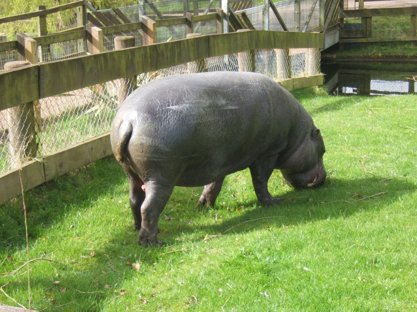 2/4/2017 Pygmy Hippo