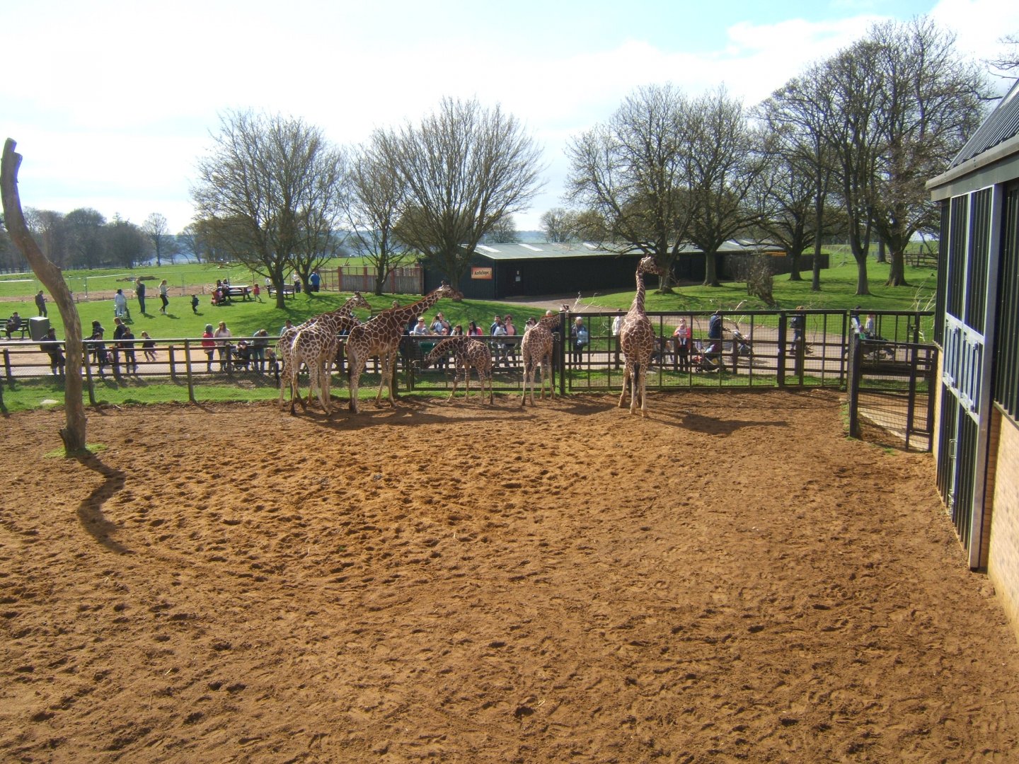 2/4/2017 Reticulated Giraffes