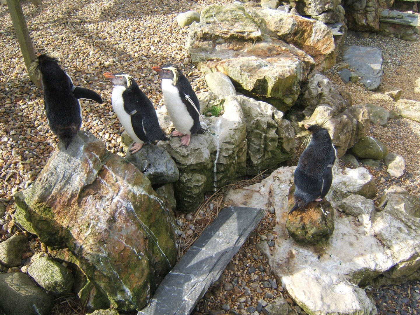 2/4/2017 Rockhopper Penguin's (Eudyptes chrysocome)