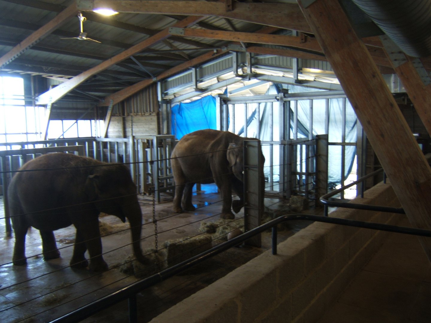 2/4/2017 View inside the old Elephant House