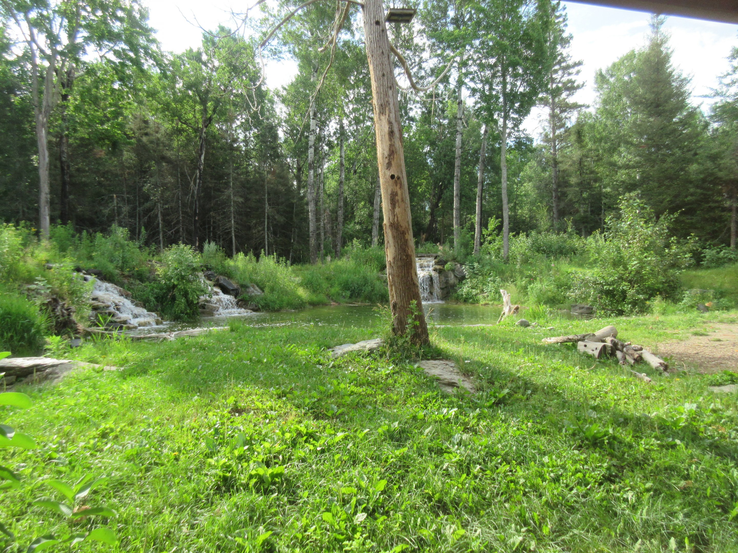 2.5 Acre American Black Bear Exhibit