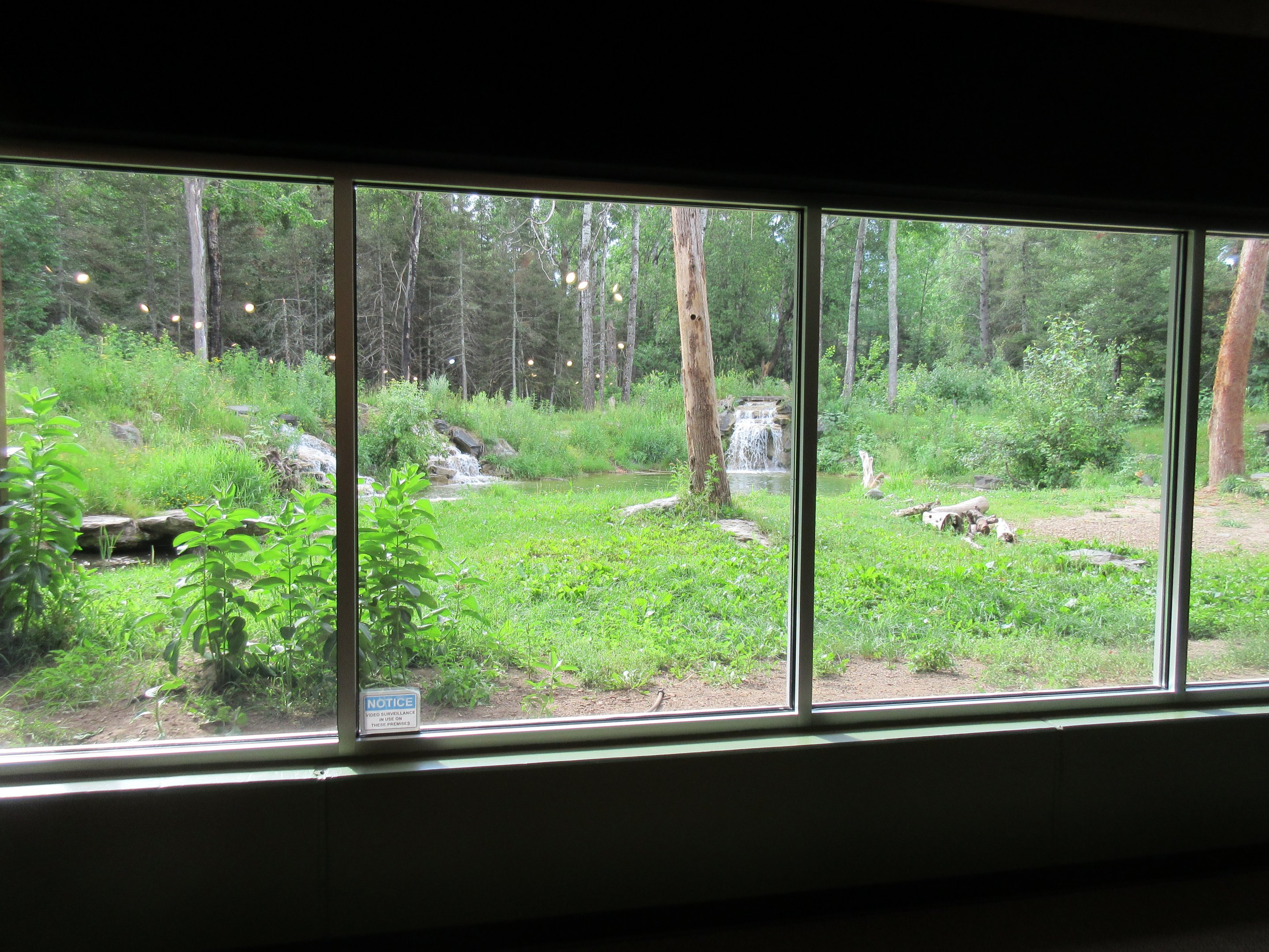 2.5 Acre American Black Bear Exhibit