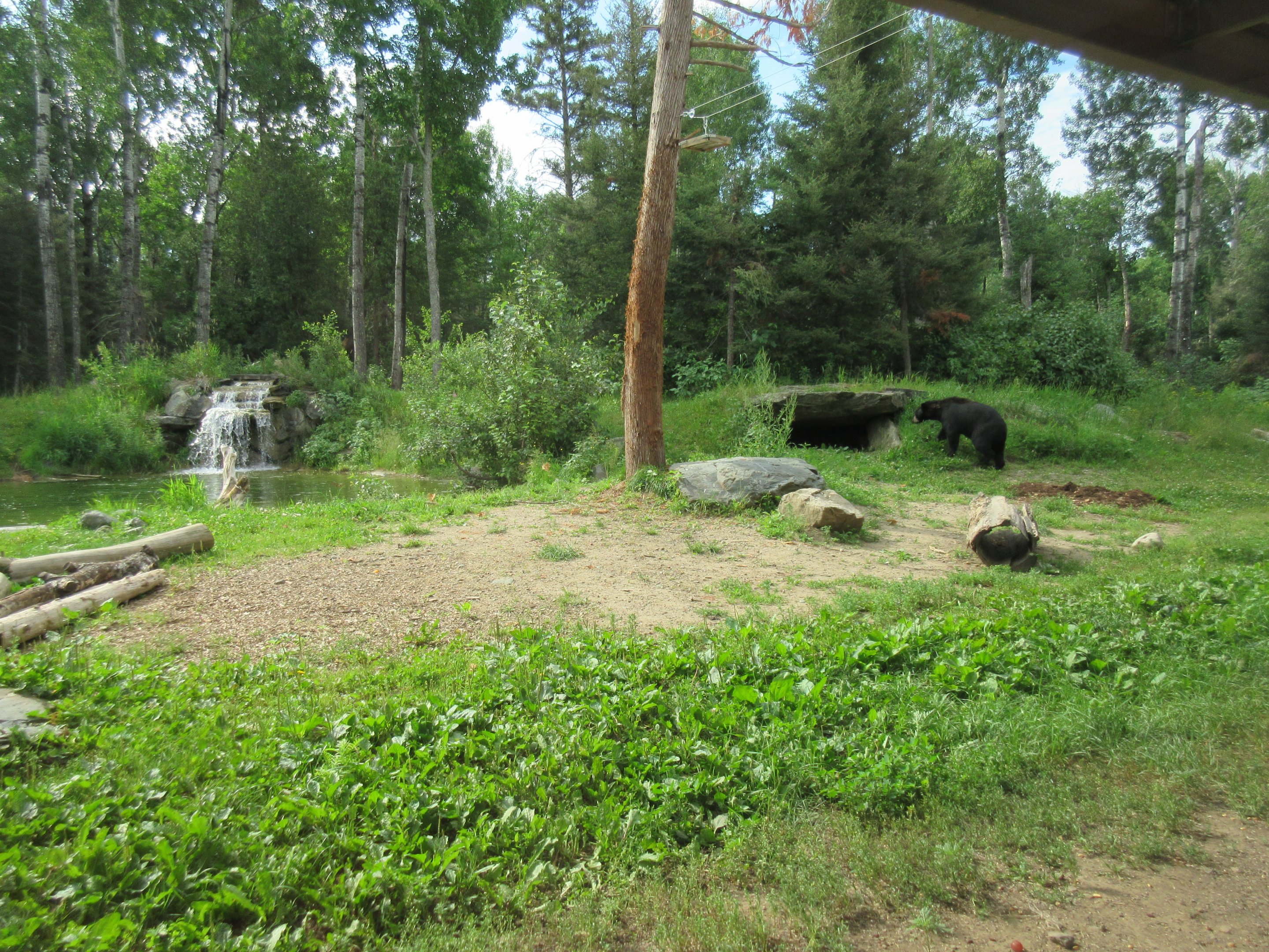 2.5 Acre American Black Bear Exhibit