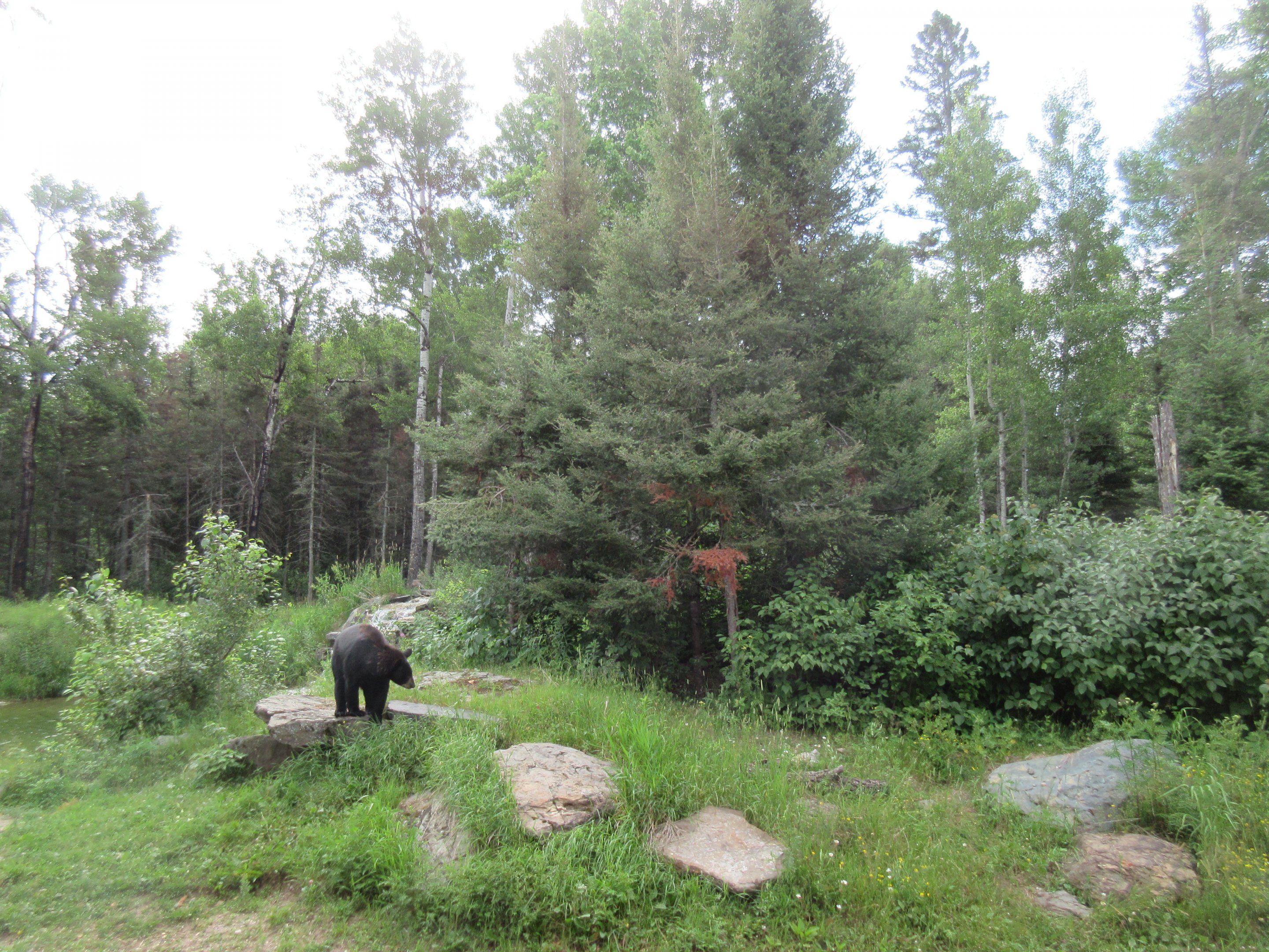 2.5 Acre American Black Bear Exhibit