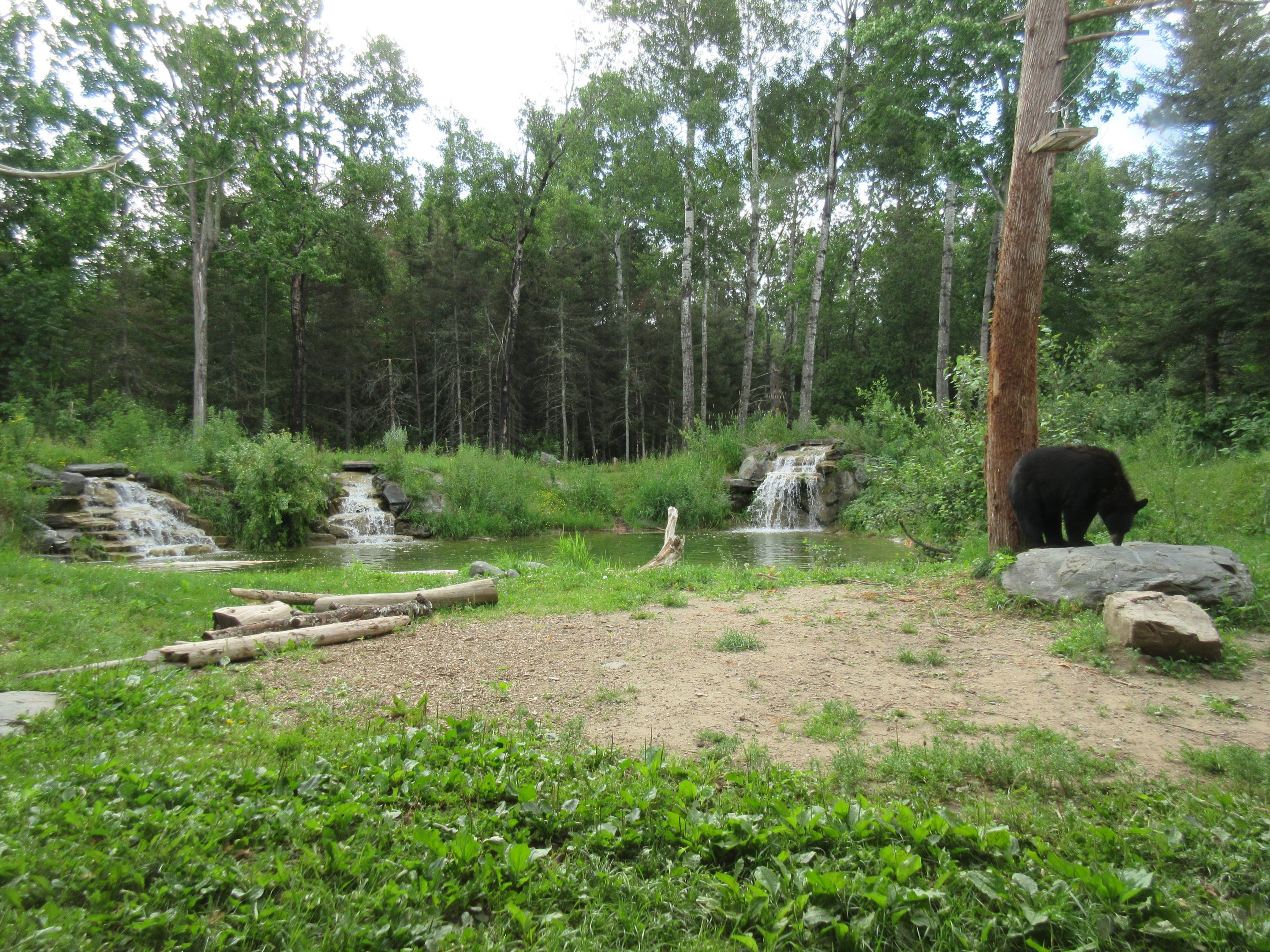 2.5 Acre American Black Bear Exhibit