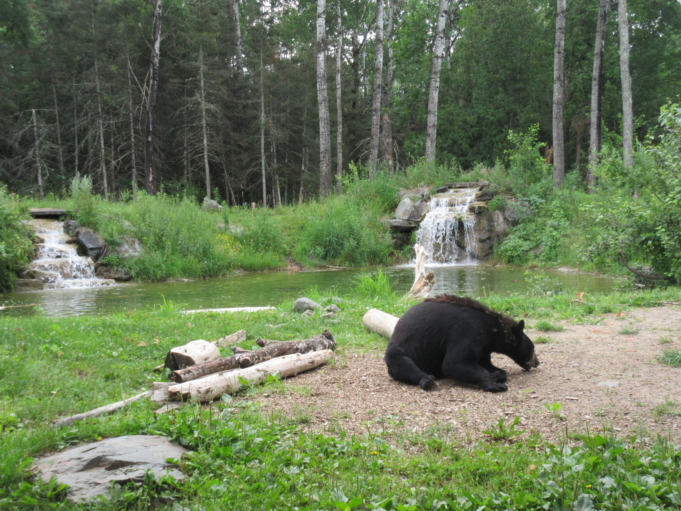 2.5 Acre American Black Bear Exhibit