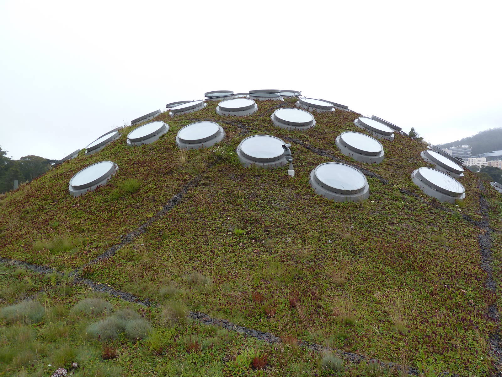 2.5 Acre Living Roof