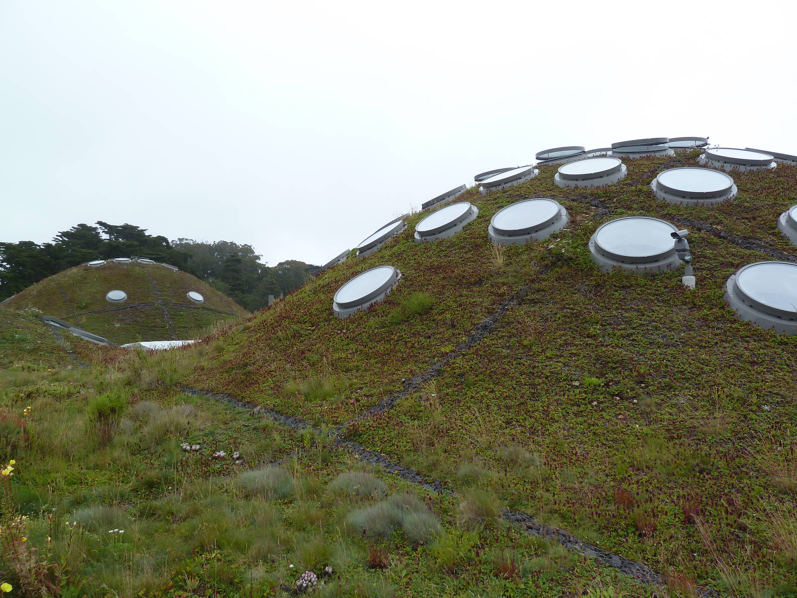 2.5 Acre Living Roof