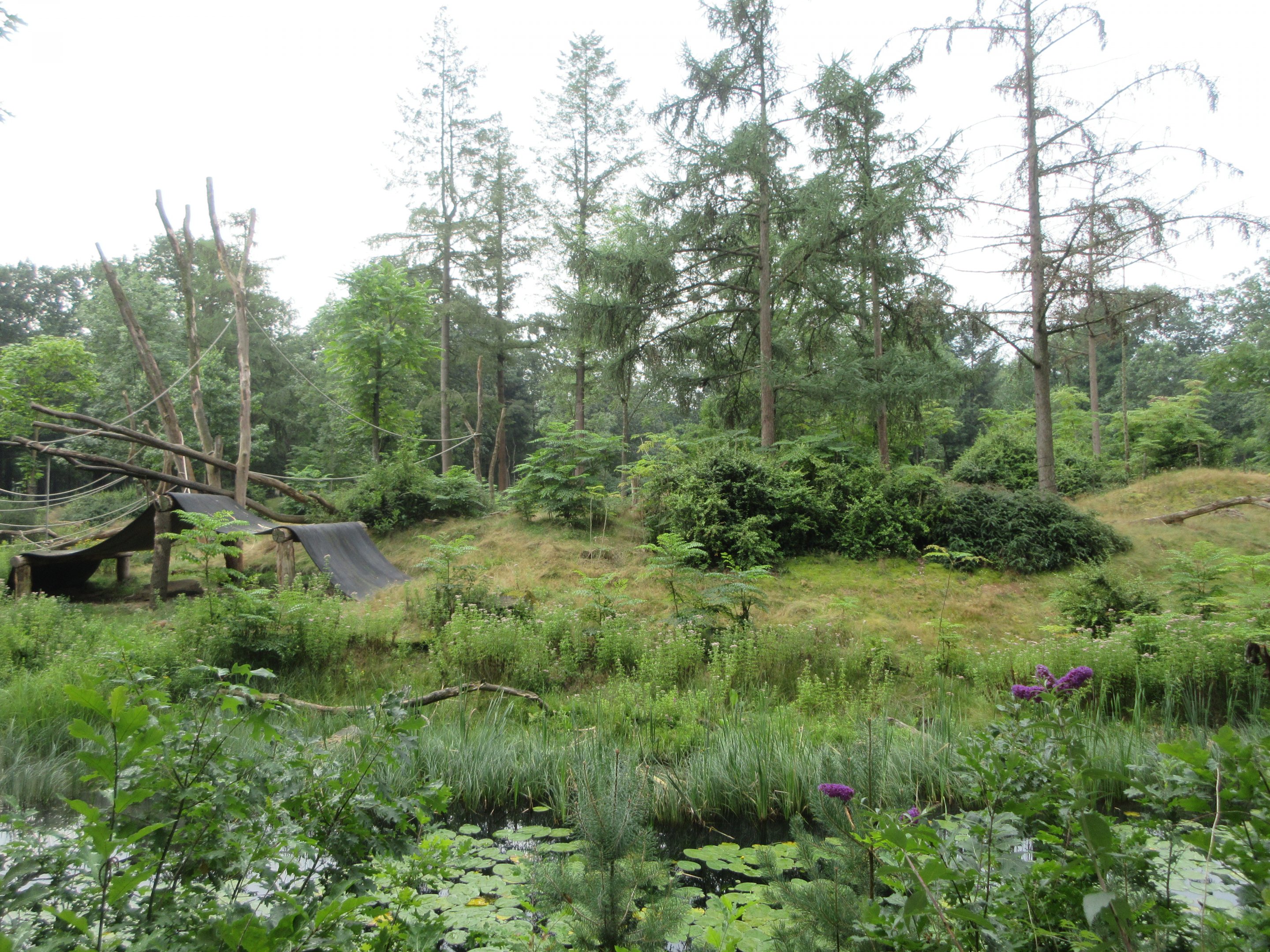 2.5-acre Lowland Gorilla Exhibit