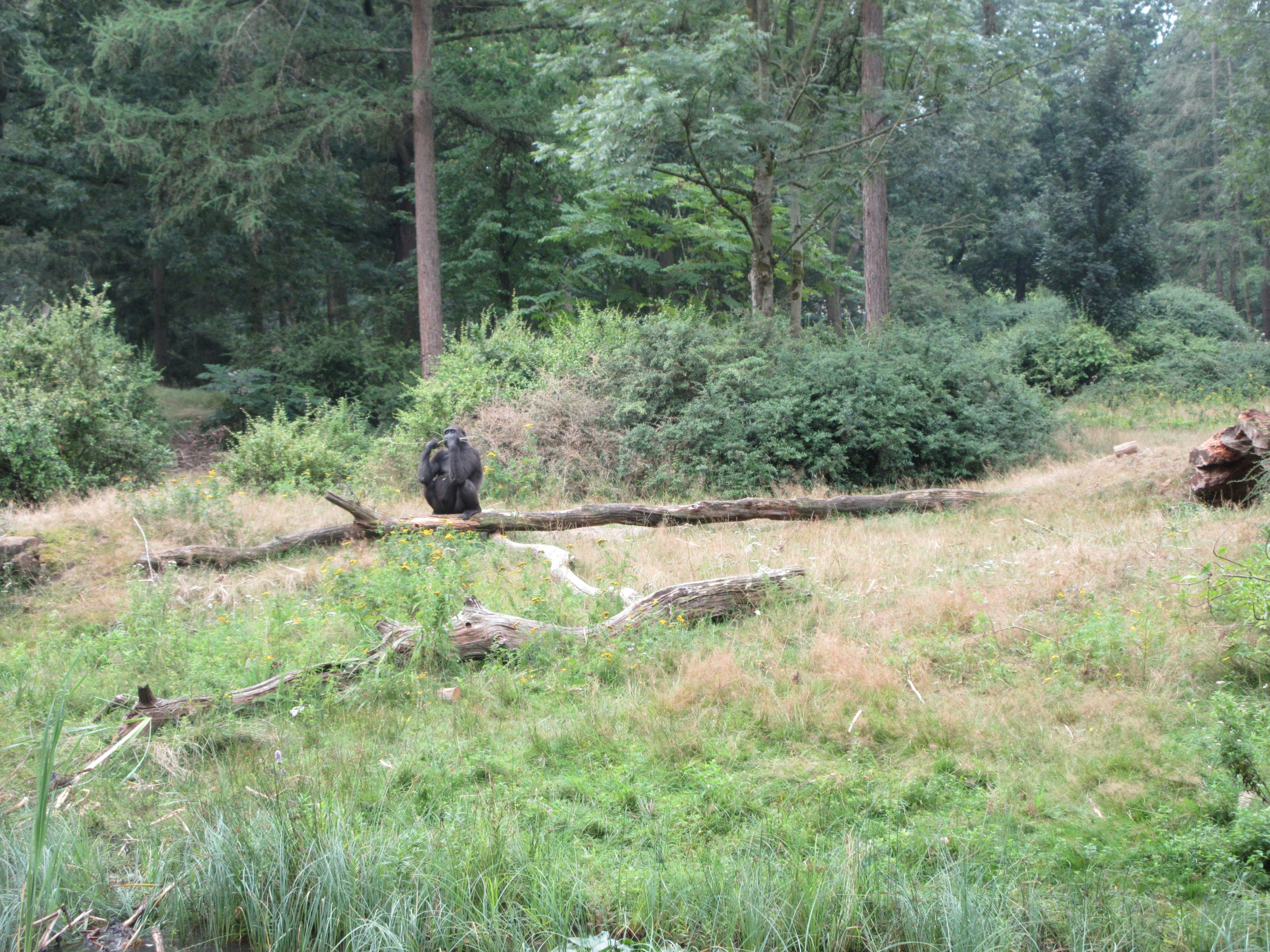 2.5-acre Lowland Gorilla Exhibit