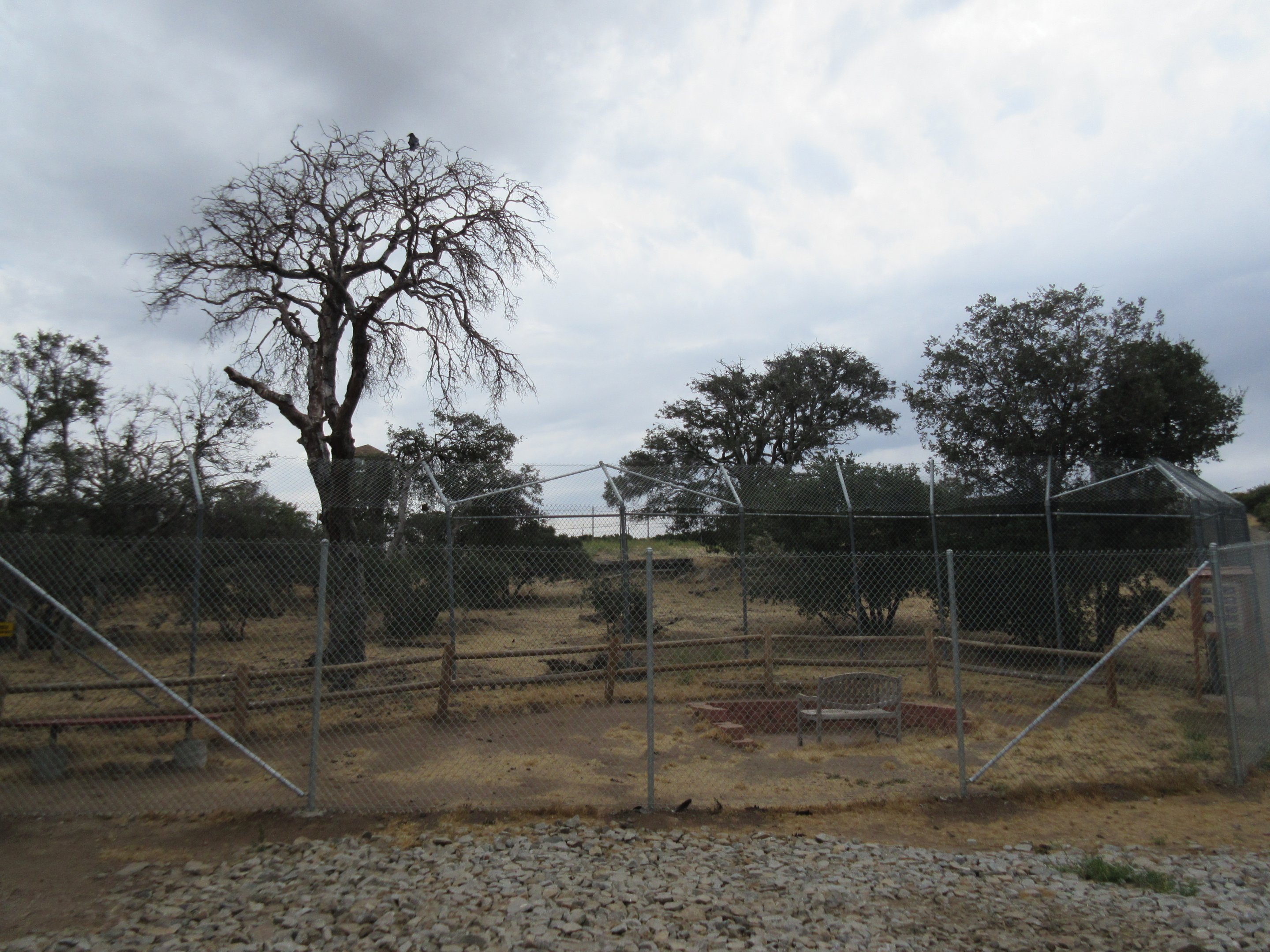 2.5 Acre North American Grey Wolf Habitat