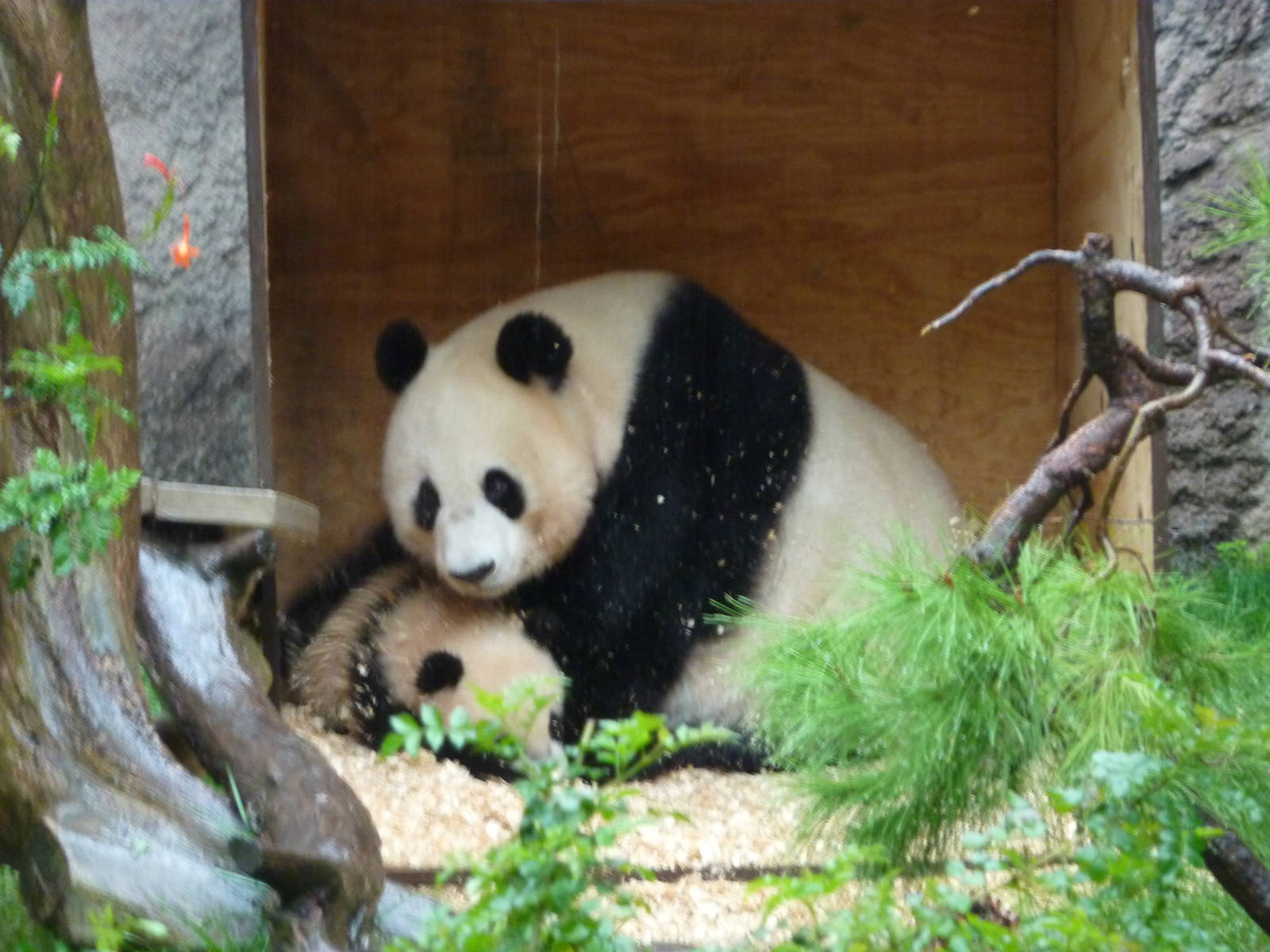 2/6/10 - Bai Yun and Yun Zi