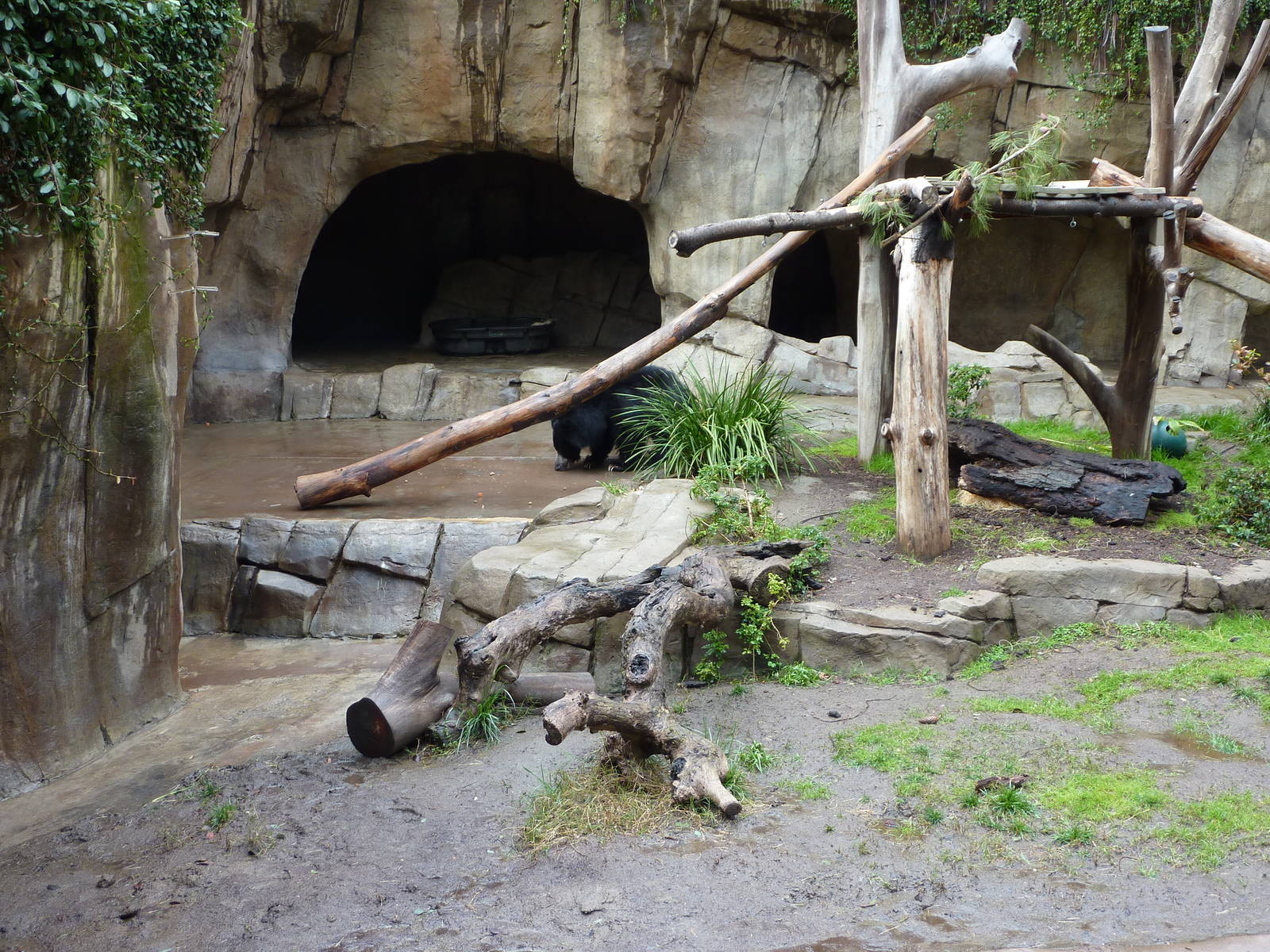 2/6/10 - Bear Canyon - Sloth Bear