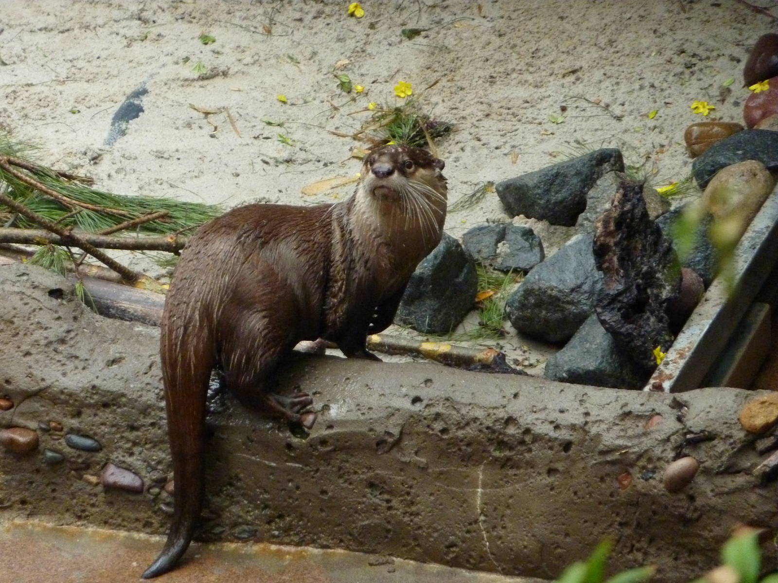 2/6/10 - Cape Clawless Otter