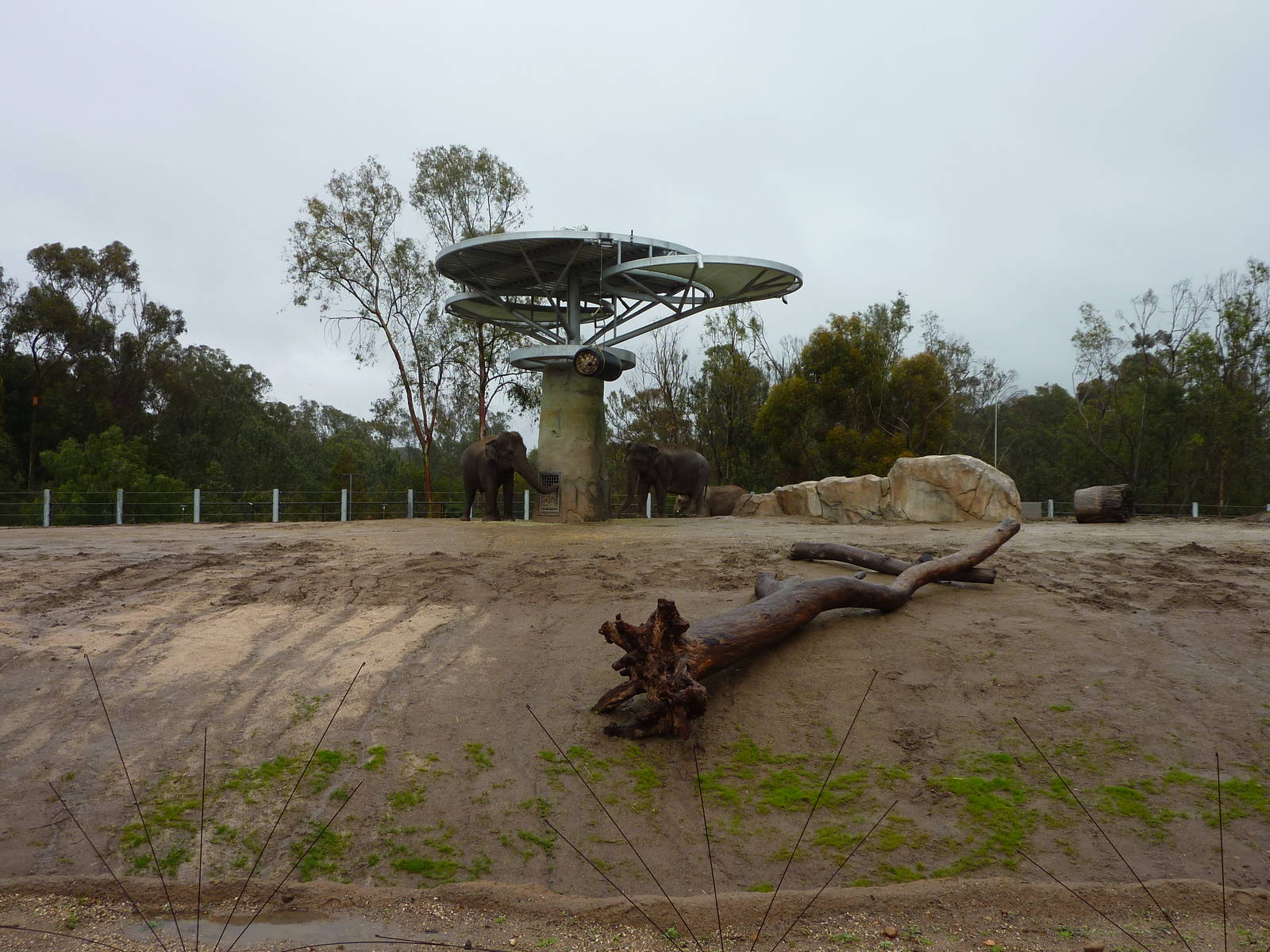 2/6/10 - EO - Elephant Exhibit