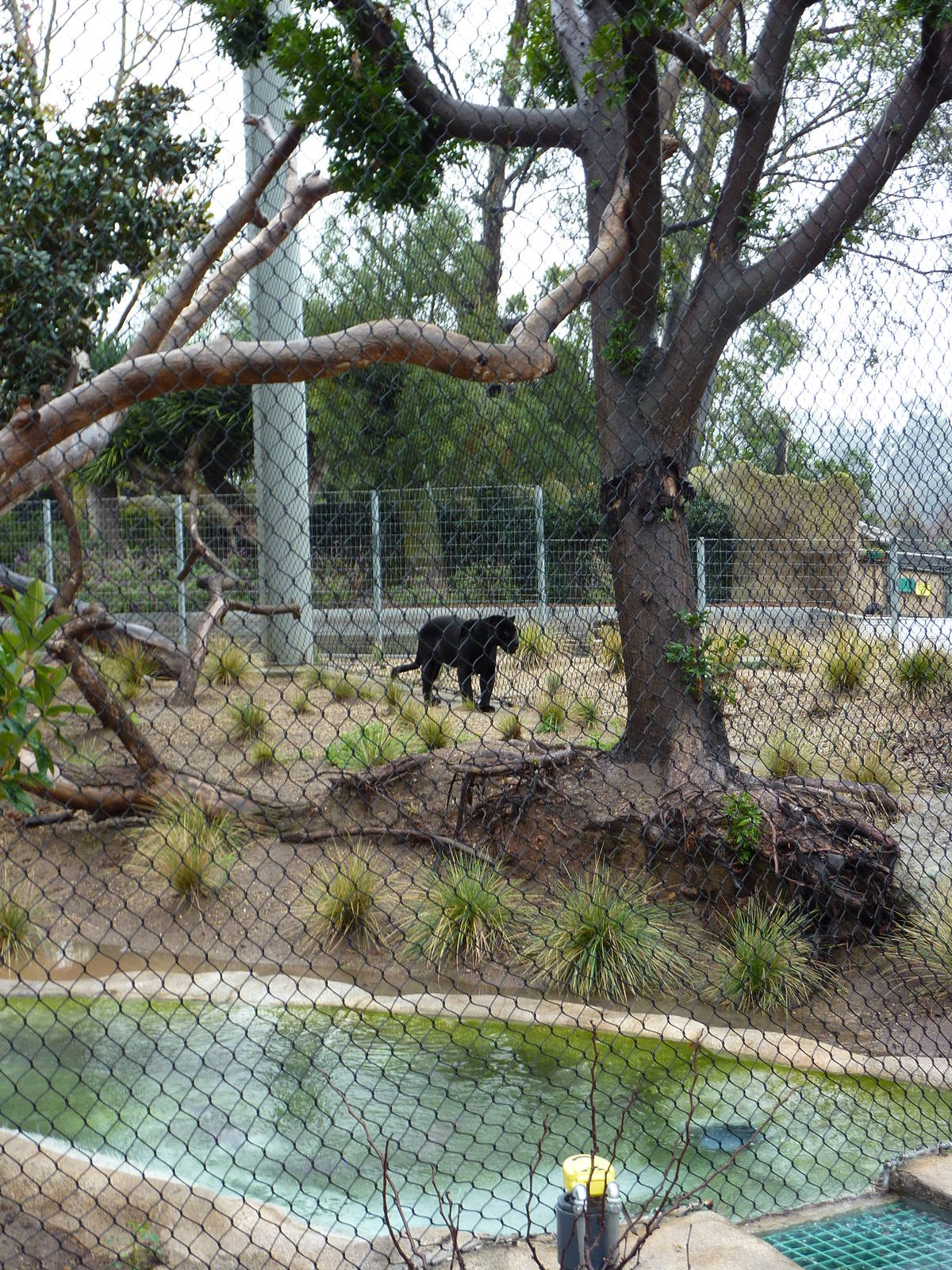 2/6/10 - EO - Orson the Black Jaguar