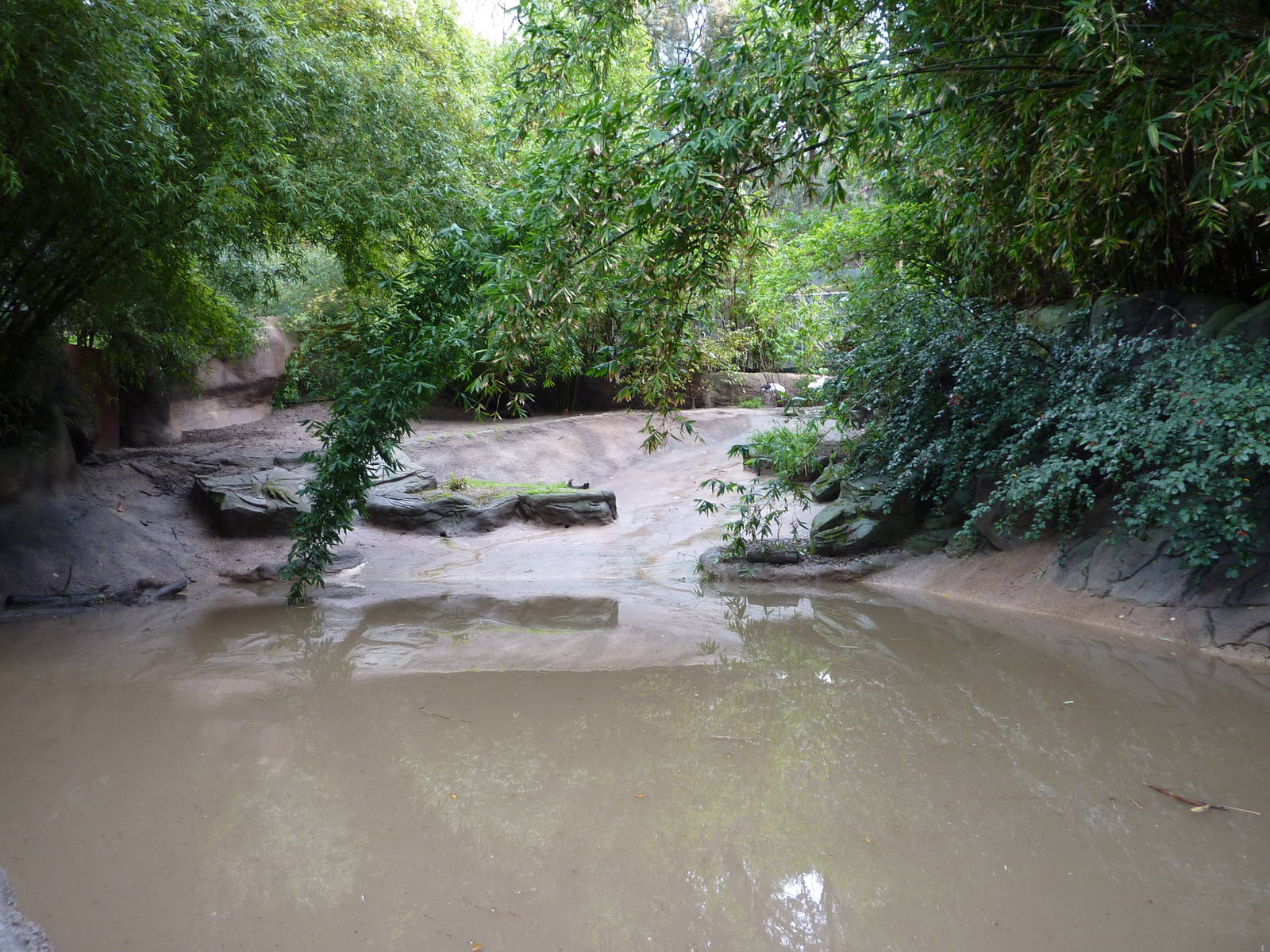 2/6/10 - Manchurian Crane