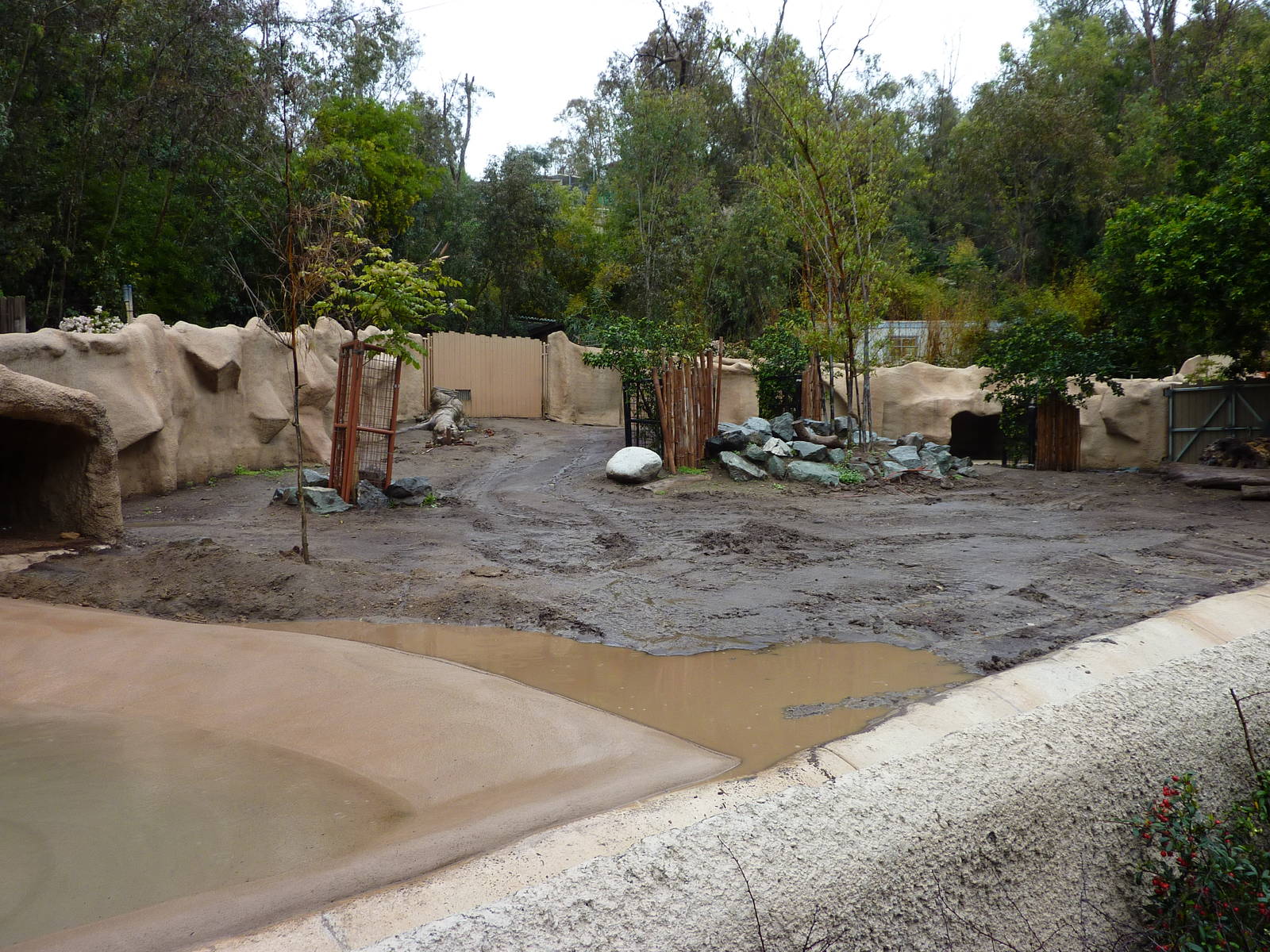 2/6/10 - Red River Hog exhibit