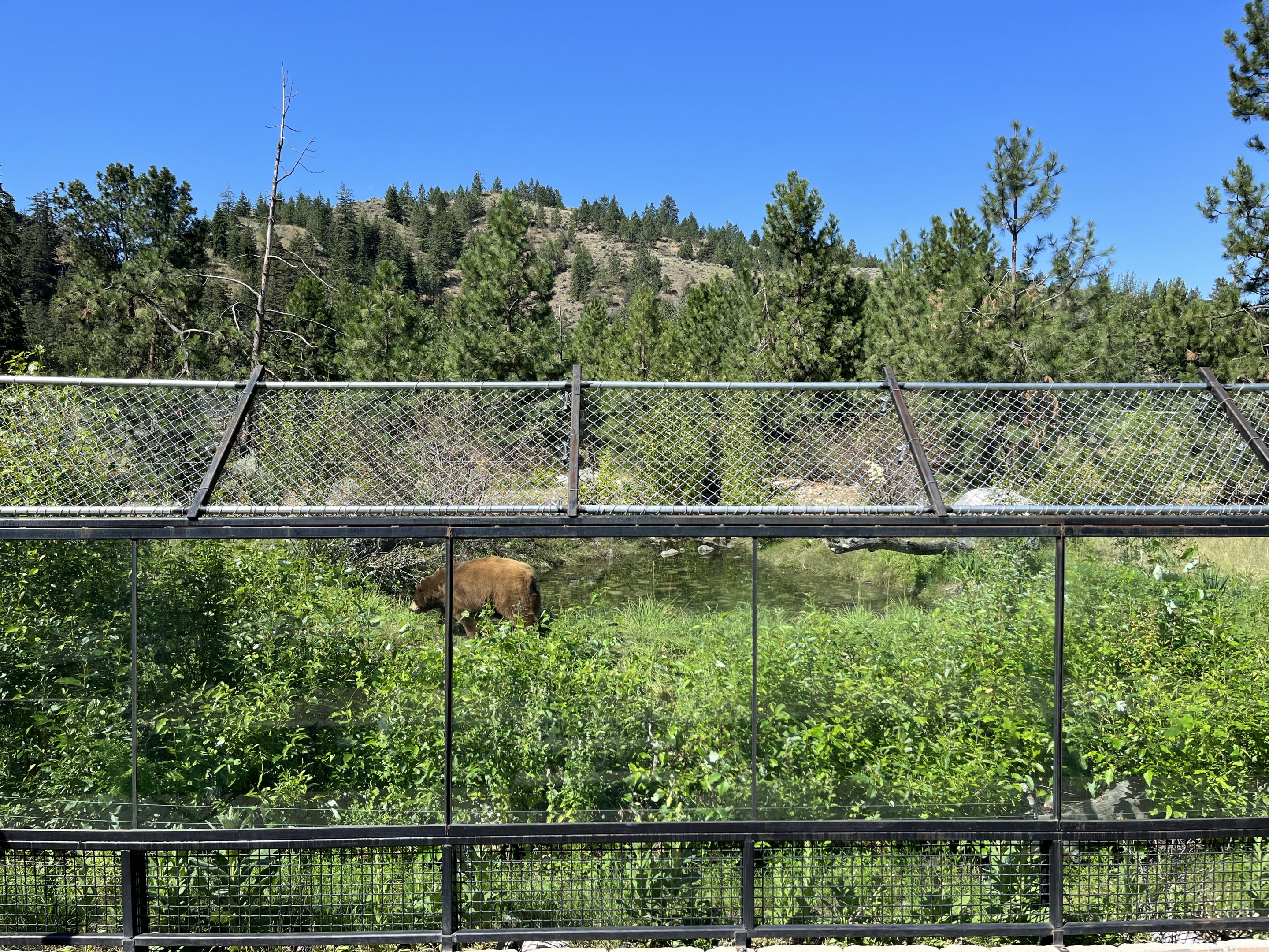 2.7 Acre Black/Kermode Bear Exhibit
