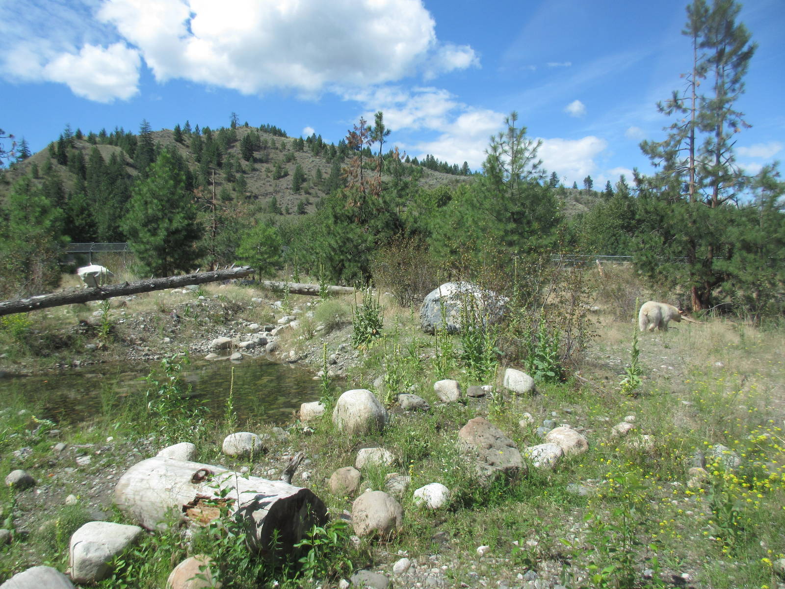 2.7 Acre Kermode Bear Exhibit - see the bear?