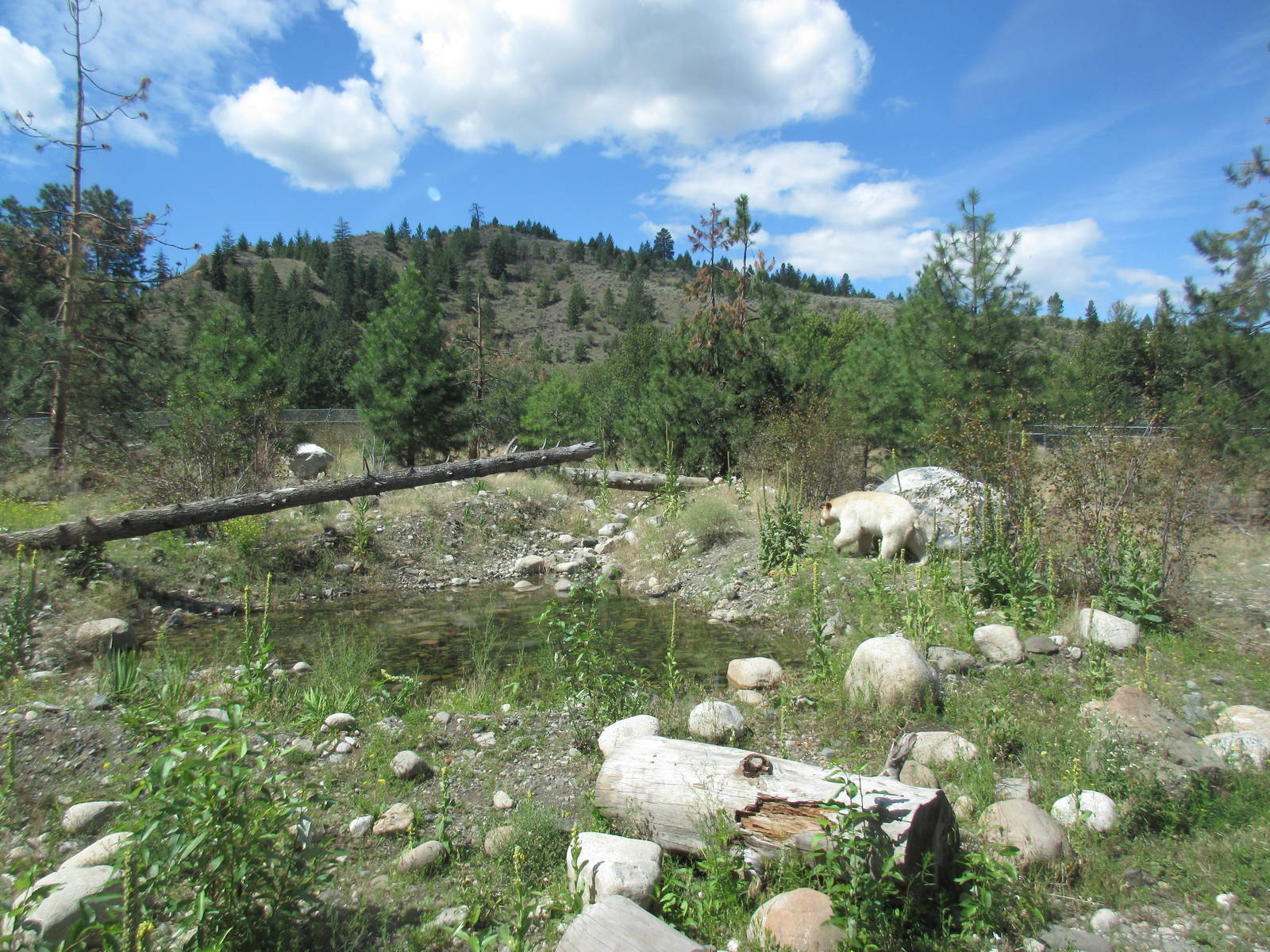 2.7 Acre Kermode Bear Exhibit - see the bear?