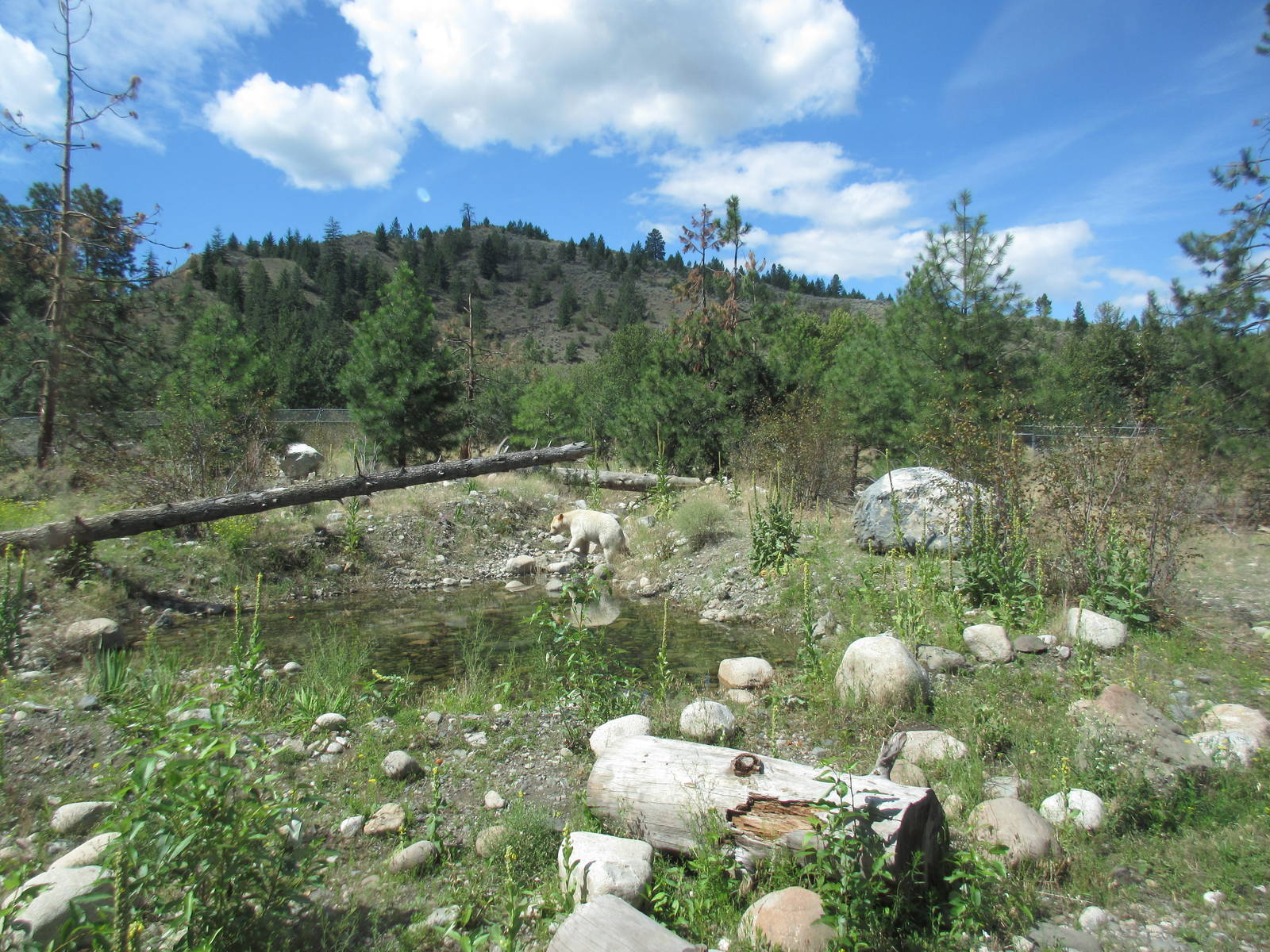 2.7 Acre Kermode Bear Exhibit - see the bear?