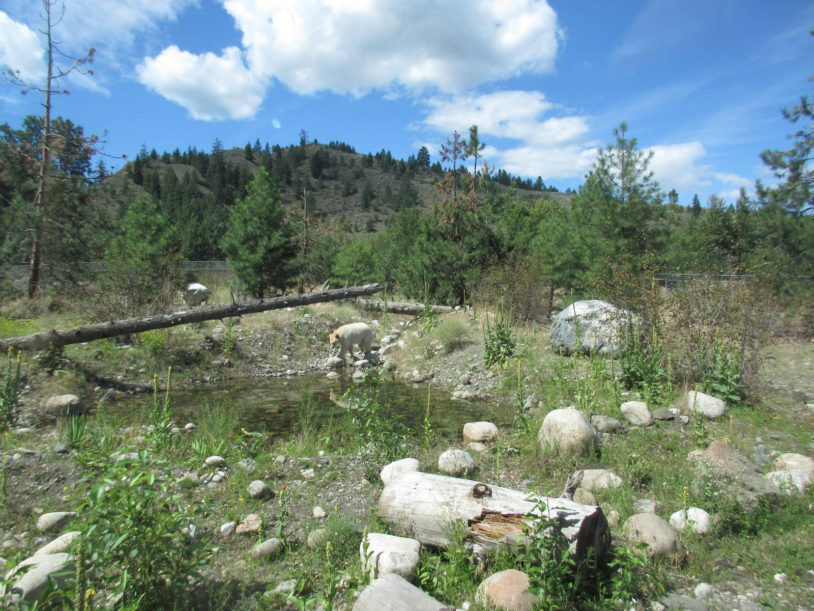 2.7 Acre Kermode Bear Exhibit - see the bear?