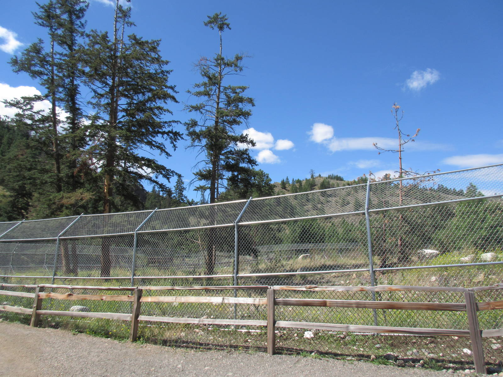 2.7 Acre Kermode Bear Exhibit (the only captive specimen on the planet)