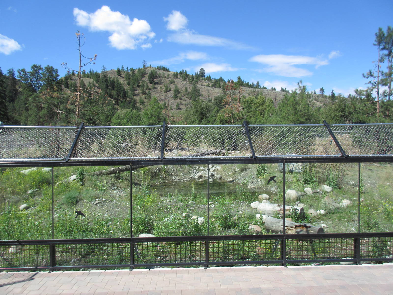 2.7 Acre Kermode Bear Exhibit (the only captive specimen on the planet)