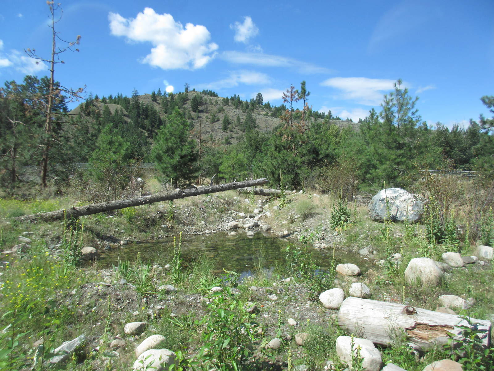 2.7 Acre Kermode Bear Exhibit (the only captive specimen on the planet)