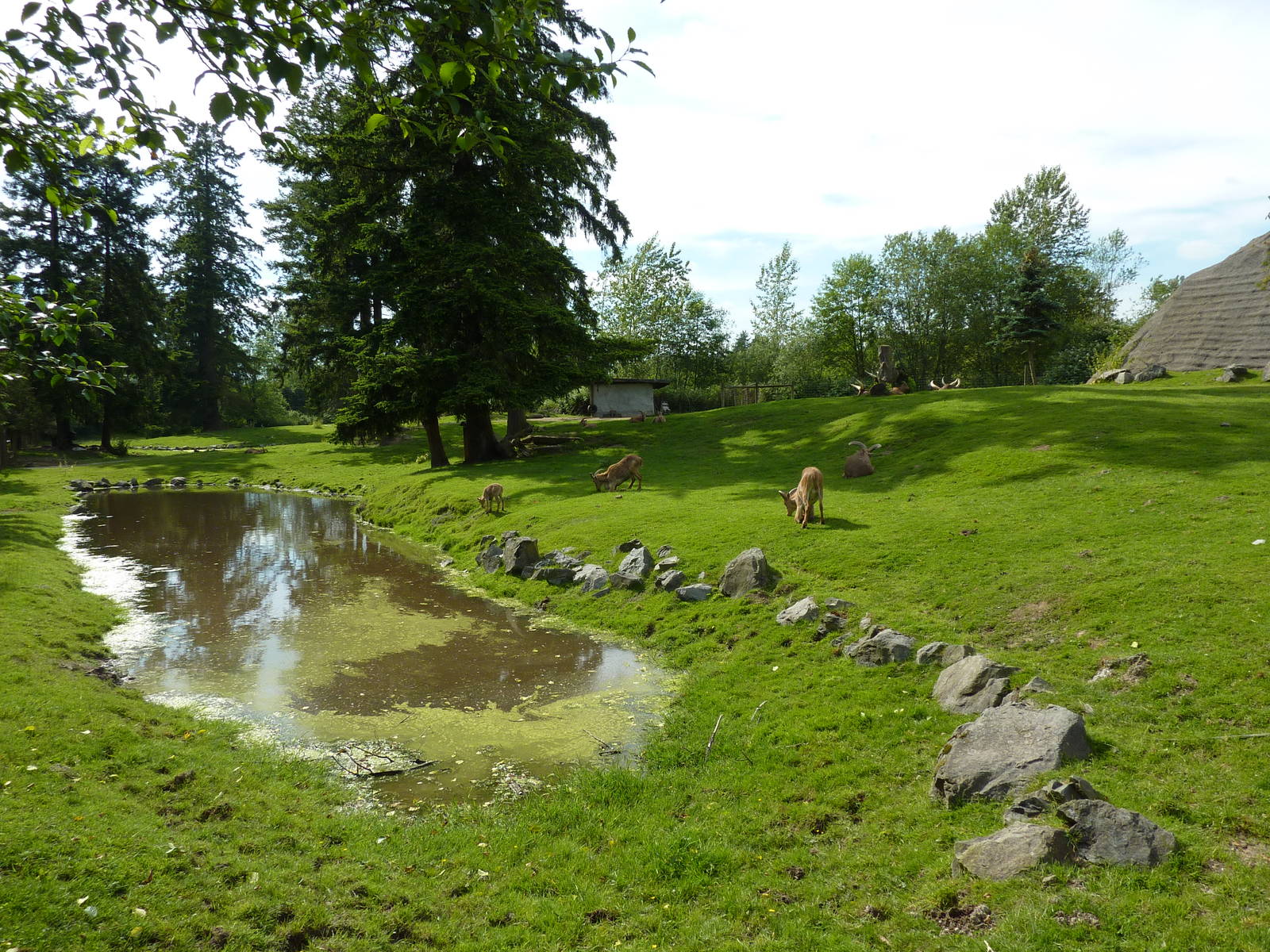 2 Acre Aoudad/Ankole Cattle Enclosure